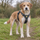 Scruffy terrier cross standing on a grassy path in a grey Ruffwear Front Range harness, seen from the front