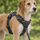 Close side view of a dog in a Ruffwear Front Range harness, with the lead clipped to the reinforced chest clip