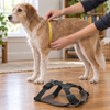 Owner wrapping a tape measure round the widest part of a dog's ribcage, a Ruffwear Front Range harness on the floor ready to fit