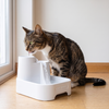 A tabby cat drinking from the stream at the top level of the fountain
