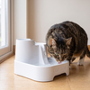 A cat drinking from the wide lower tray of the Cat Mate fountain