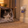 A cat tucked inside a cardboard box den beside a FELIWAY Optimum diffuser, curtains drawn
