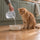 A ginger tabby sitting beside a white bowl, watching its owner pour measured water in from a jug